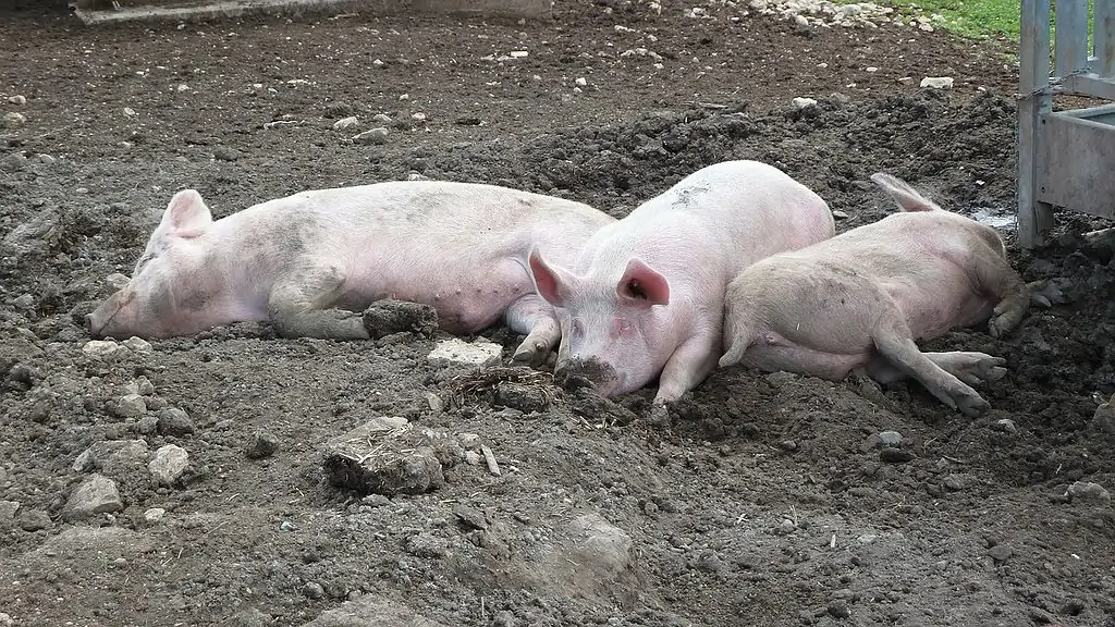 pig, mattsch, mud